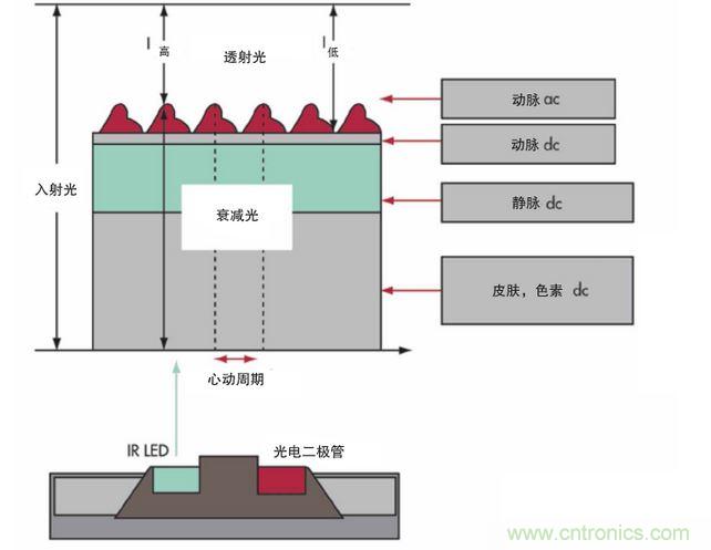 可以用發(fā)光二極管 （LED） 來(lái)照亮皮膚，然后測(cè)量反射到一個(gè)光電二極管的光量來(lái)監(jiān)測(cè)每個(gè)心動(dòng)周期