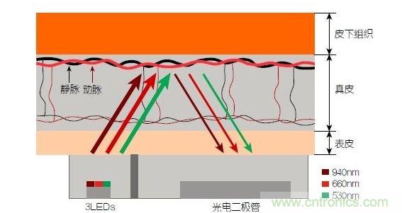 反射光脈搏測量原理。傳感器發(fā)出的光透過皮膚和組織，一部分被吸收，一部分被反射回檢測器。因為動脈中的血流量隨心臟的每次跳動會有所變化，因此光線被吸收的量以及檢測器收到的信號強(qiáng)度也會隨之發(fā)生改變。綠光可以在手腕處提供最佳結(jié)果，而紅光和紅外光一般用于手指測量。 8