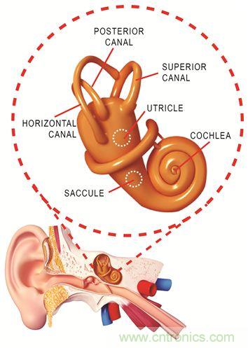 圖1. 人體平衡和聽(tīng)力是內(nèi)耳中復(fù)雜平衡器官的一部分。