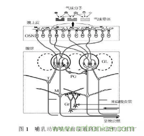 仿生傳感器的定義、原理、分類(lèi)及應(yīng)用